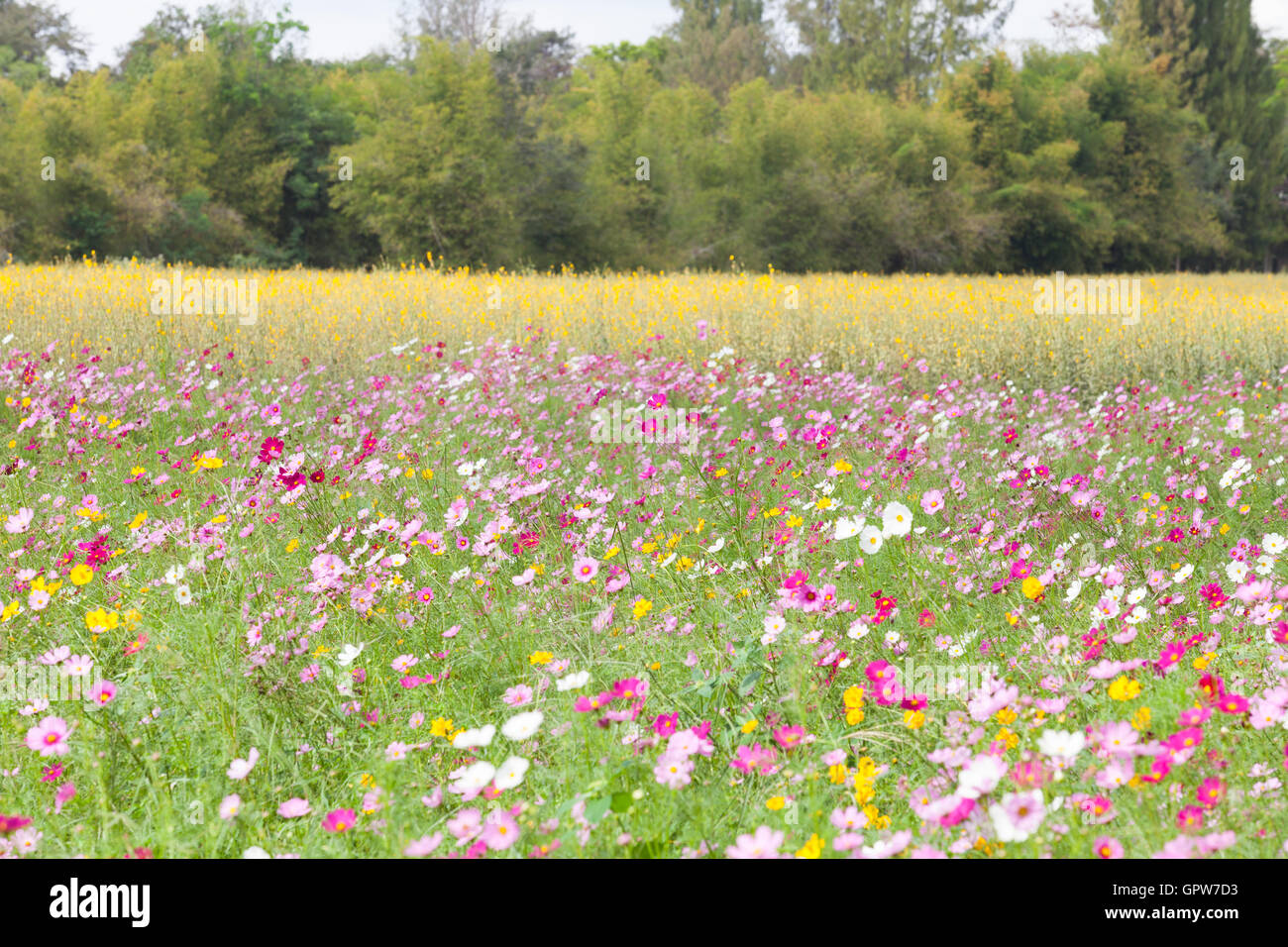 beautiful flowers in the meadow Stock Photo - Alamy