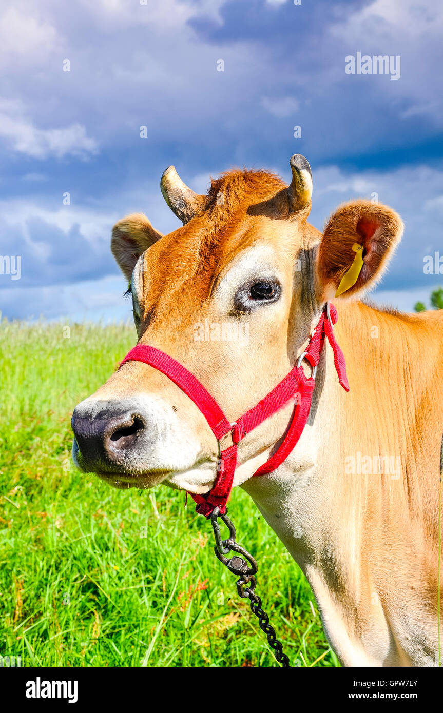 Jersey cow cut out hi-res stock photography and images - Alamy