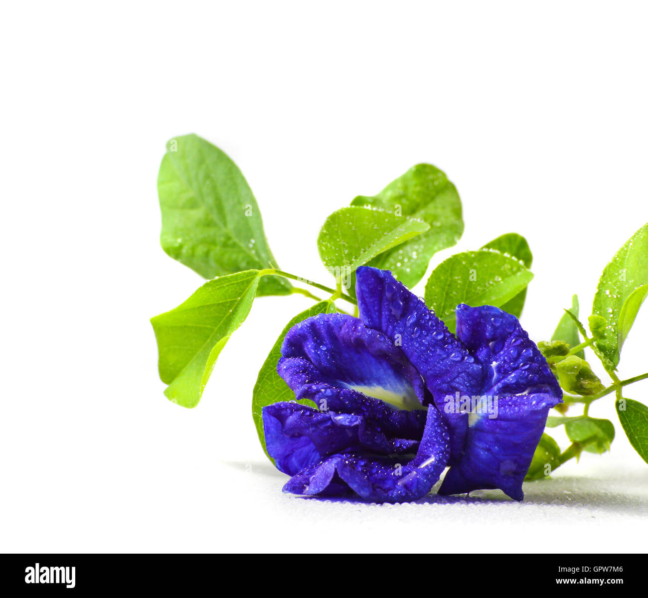 Butterfly pea Stock Photo 117339494 Alamy