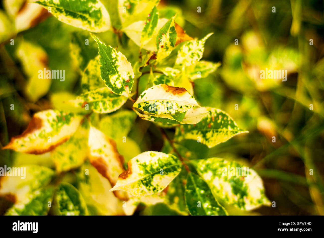 Diseased Leaf Stock Photo