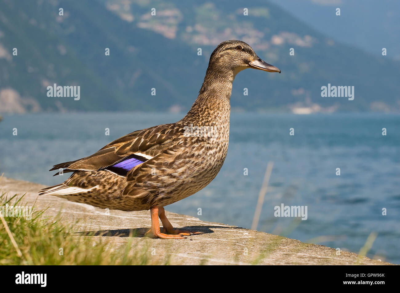 Lake Rash Duck Duck at lake Stock Photo - Alamy
