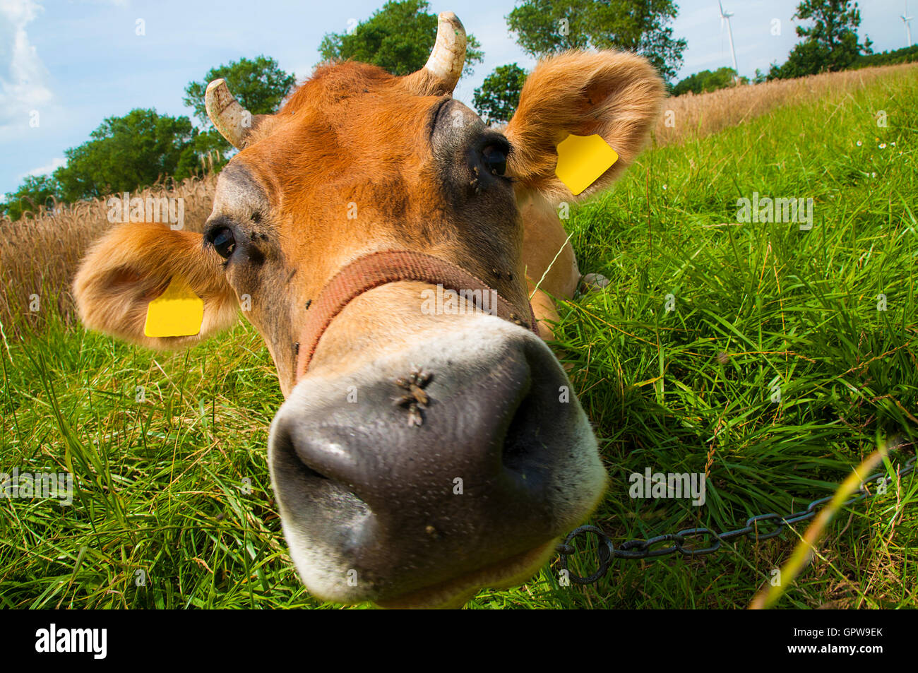 Black white jersey cow hi-res stock photography and images - Alamy