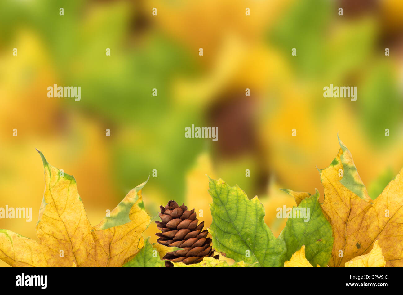 Beautiful autumn background with maple leaves Stock Photo - Alamy