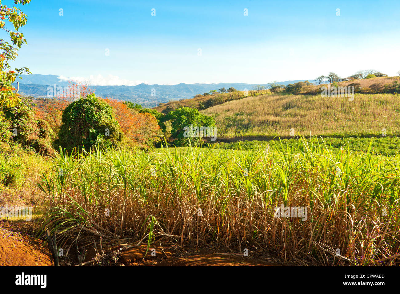 Field of Sugar Cane Stock Photo