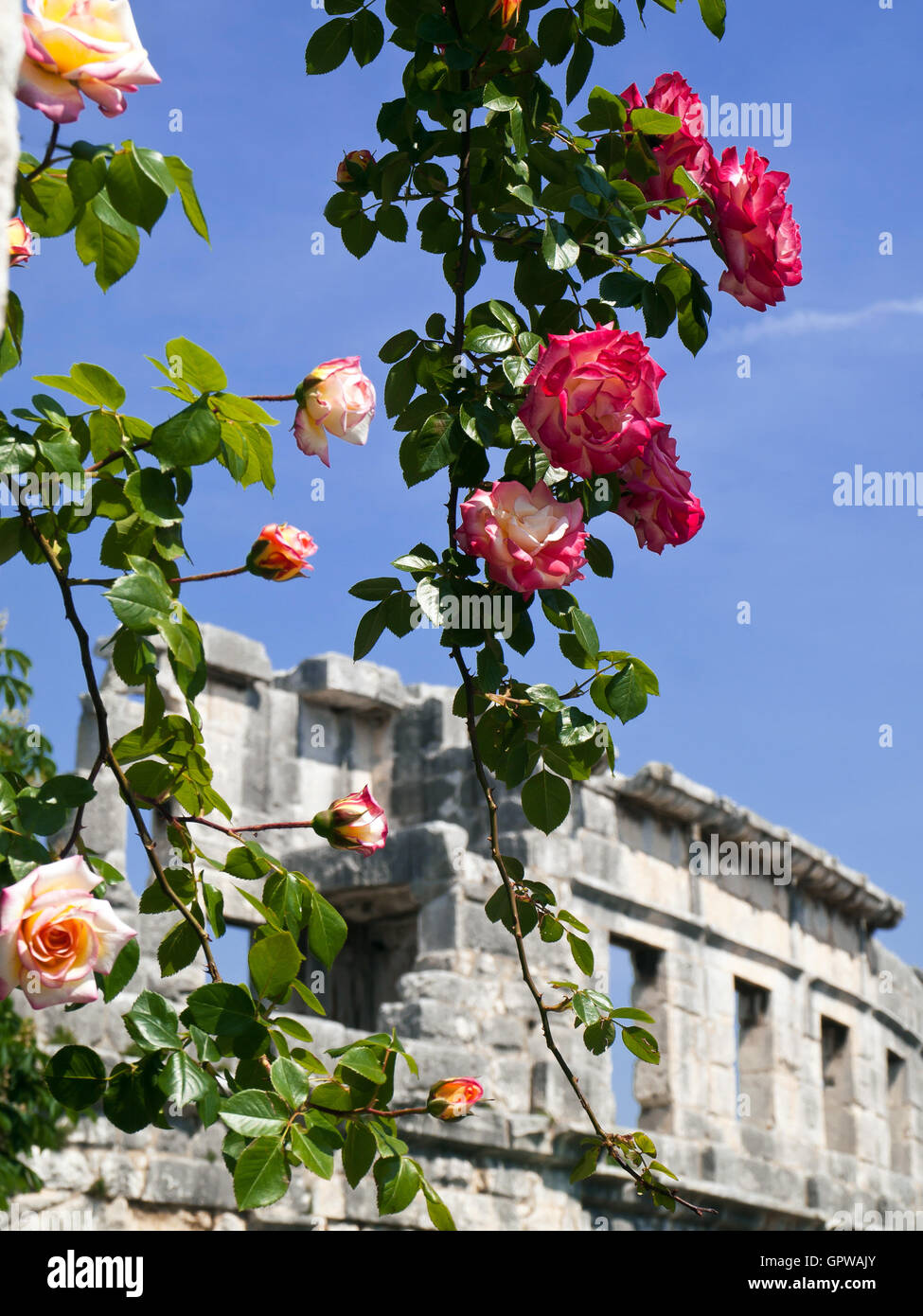 roses and amphitheater Stock Photo