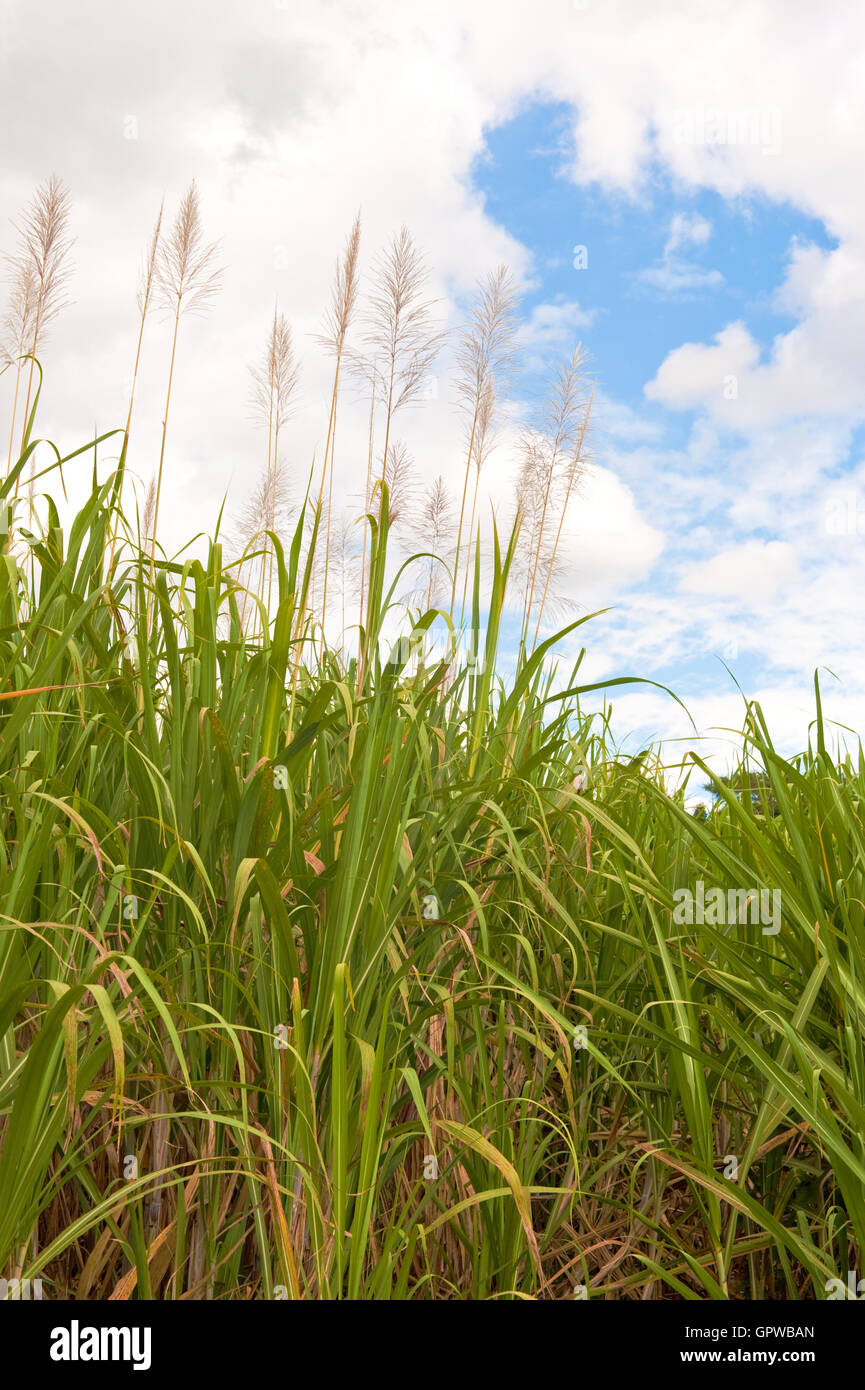 Mature Sugar Cane Stock Photo