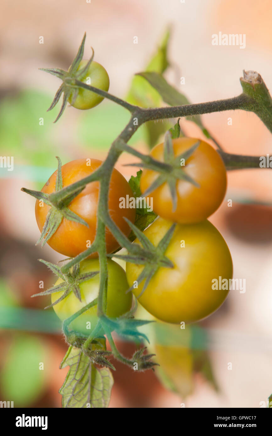 TOMATOES ON THE VINE Stock Photo - Alamy