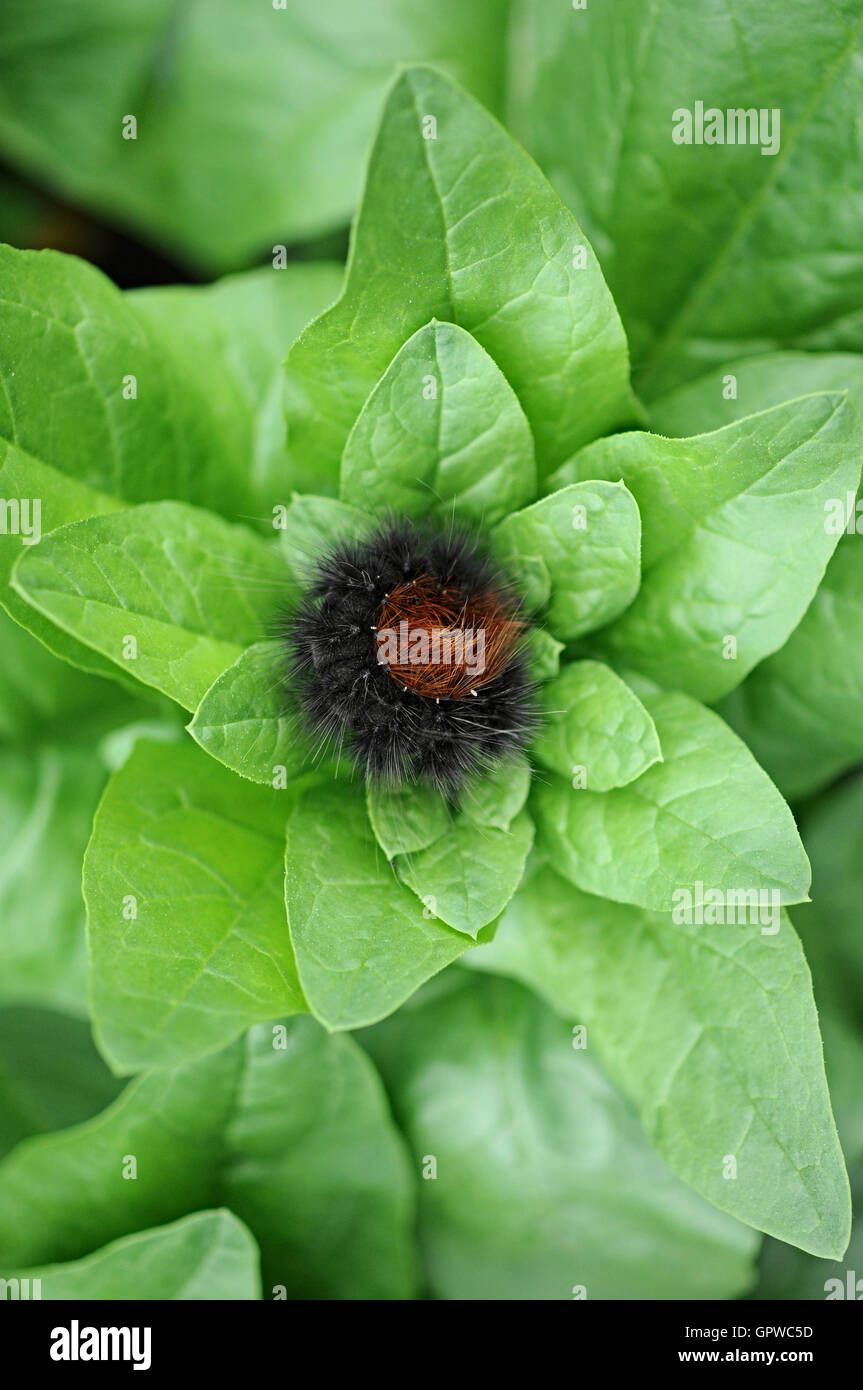 Hairy caterpillar insect hi-res stock photography and images - Alamy