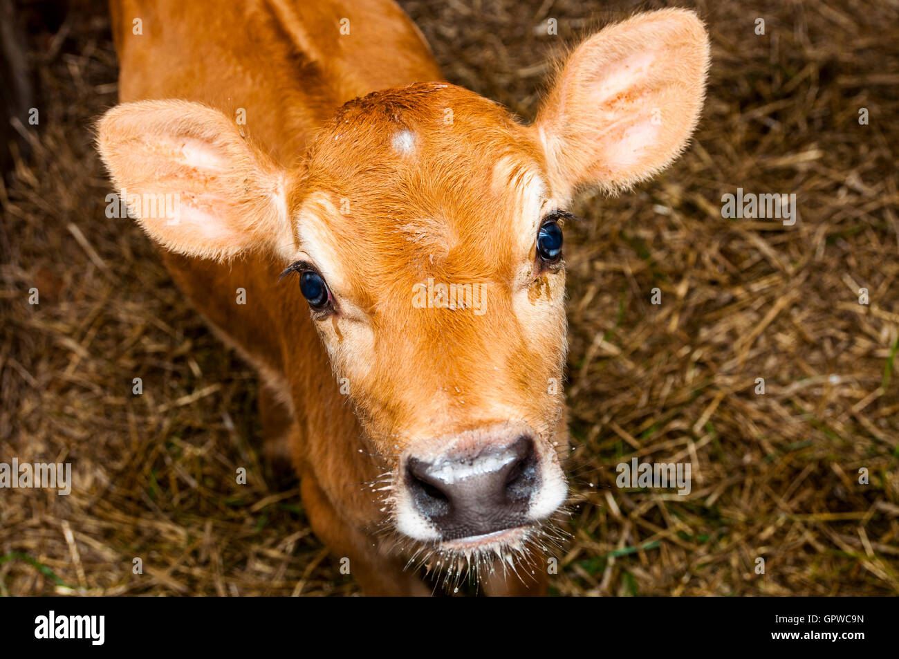Young jersey bull Stock Photo Alamy