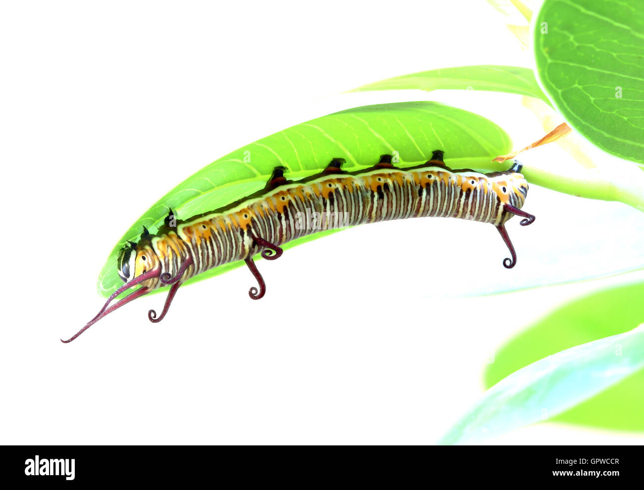 caterpillar is crawling on a leaf Stock Photo - Alamy