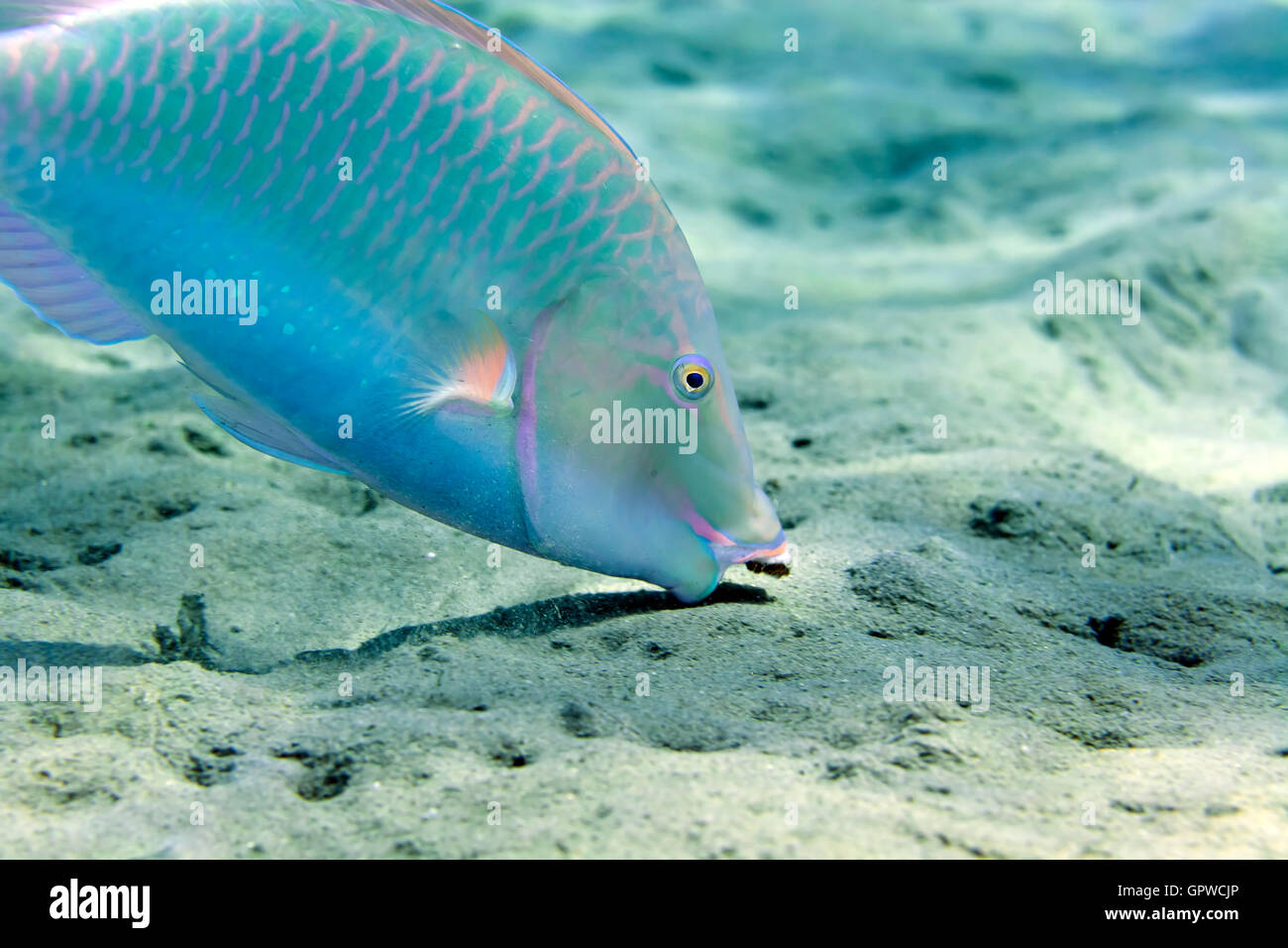 Parrotfish looking for food  in the Red sea. Stock Photo