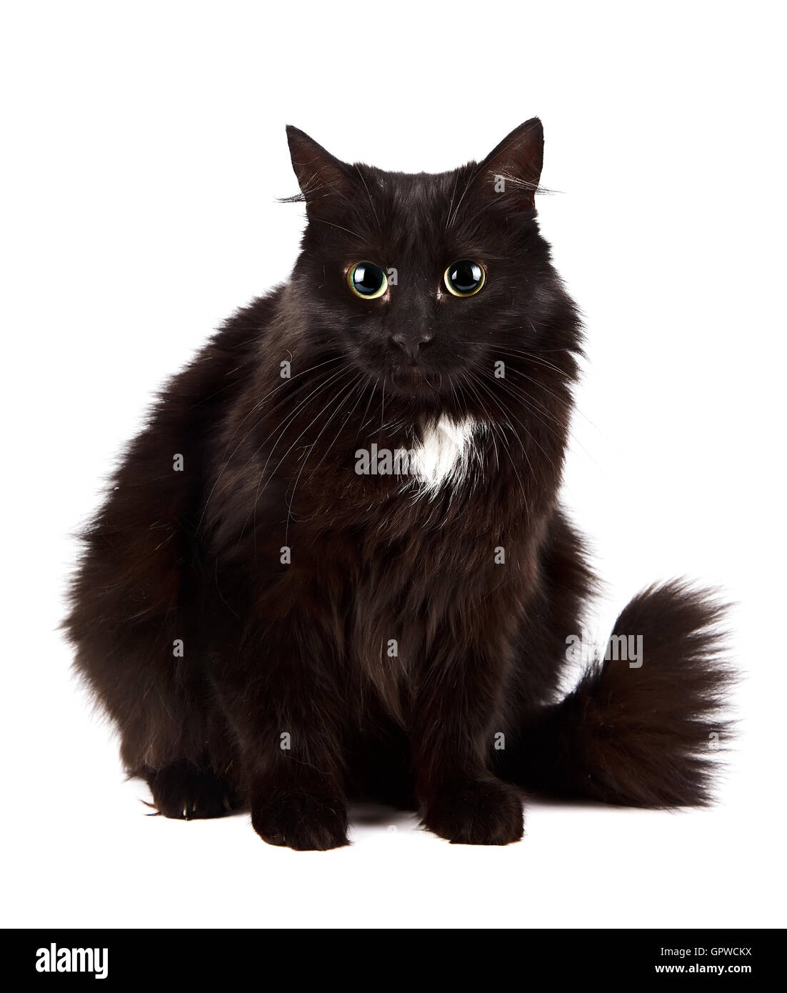 Black cat sits Stock Photo