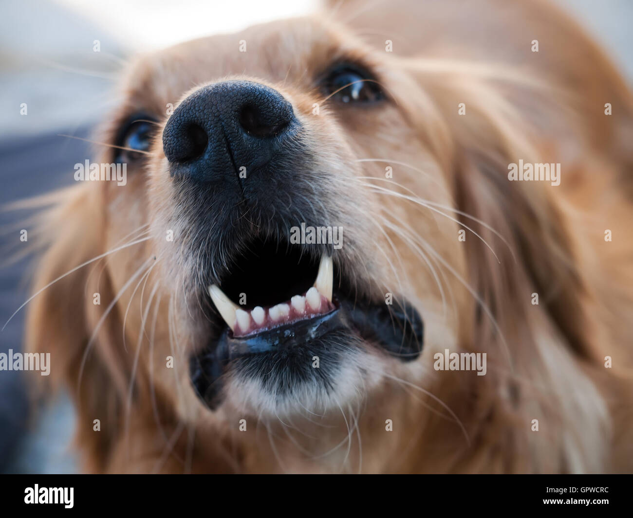 Golden retriever barking Stock Photo Alamy