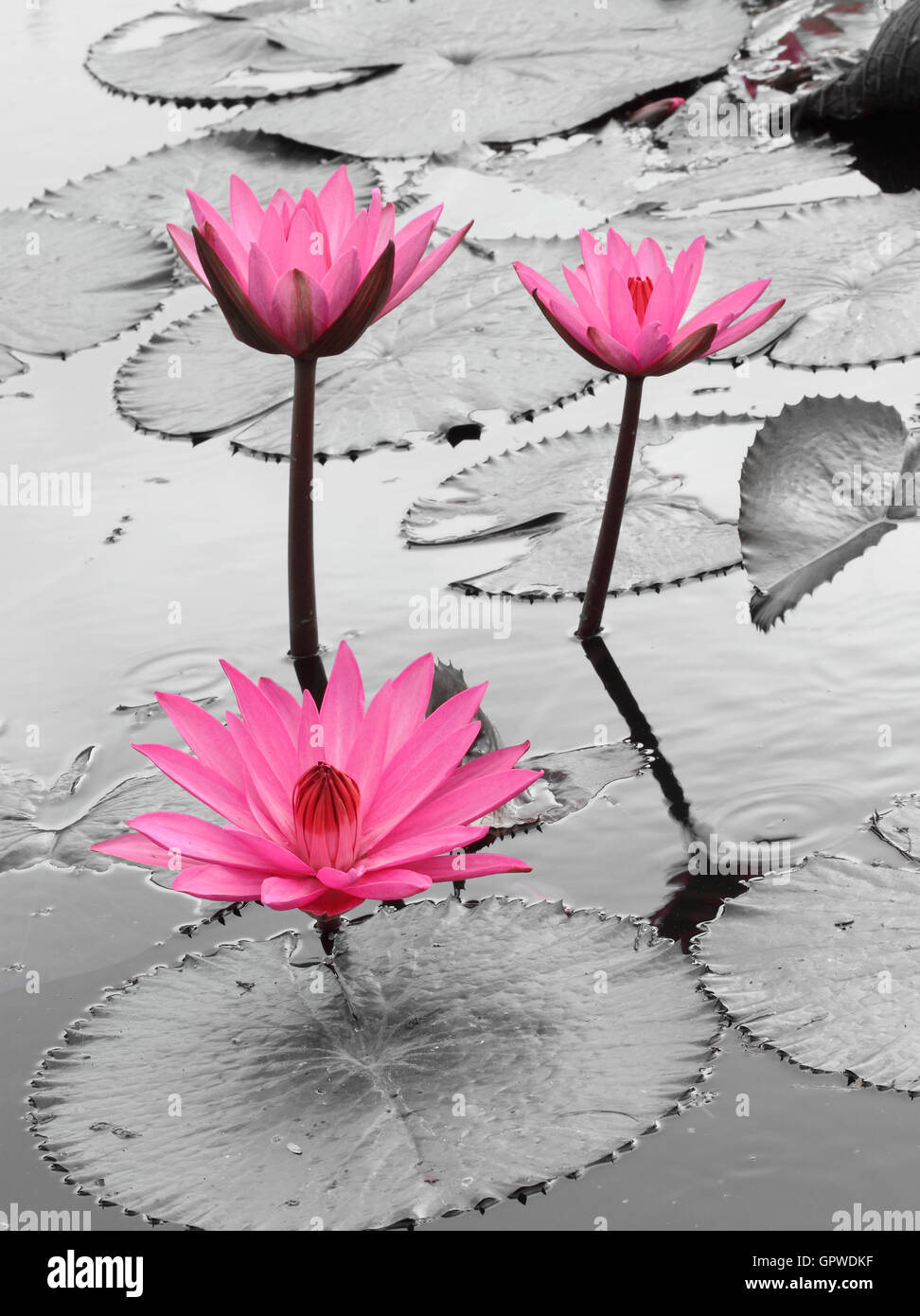 water lily lotus flower Stock Photo - Alamy