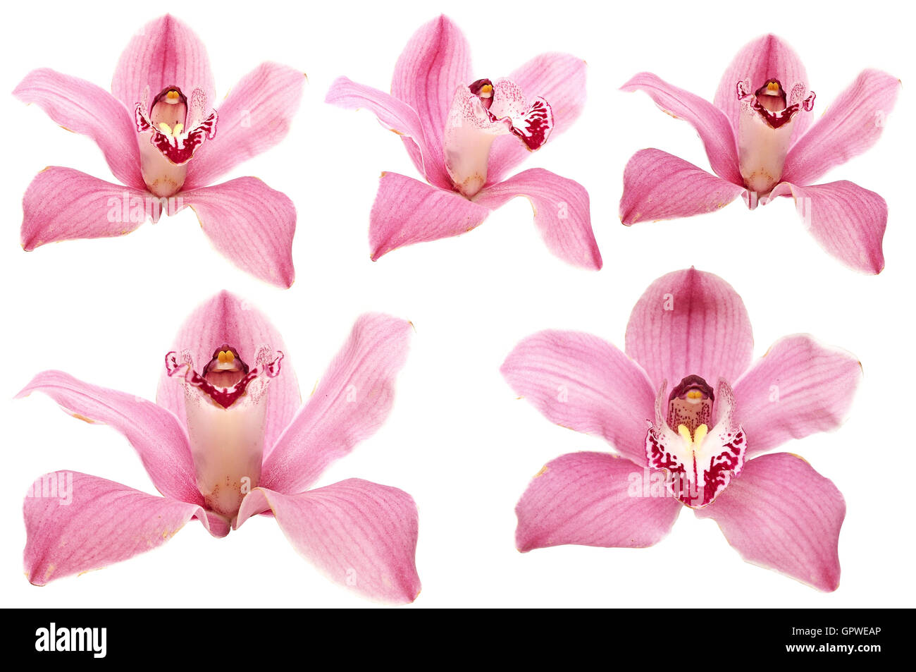 beautiful pink orchid flower on white background Stock Photo - Alamy