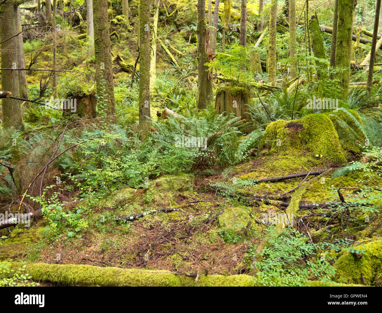Lush green secondary rainforest grove in BC Canada Stock Photo