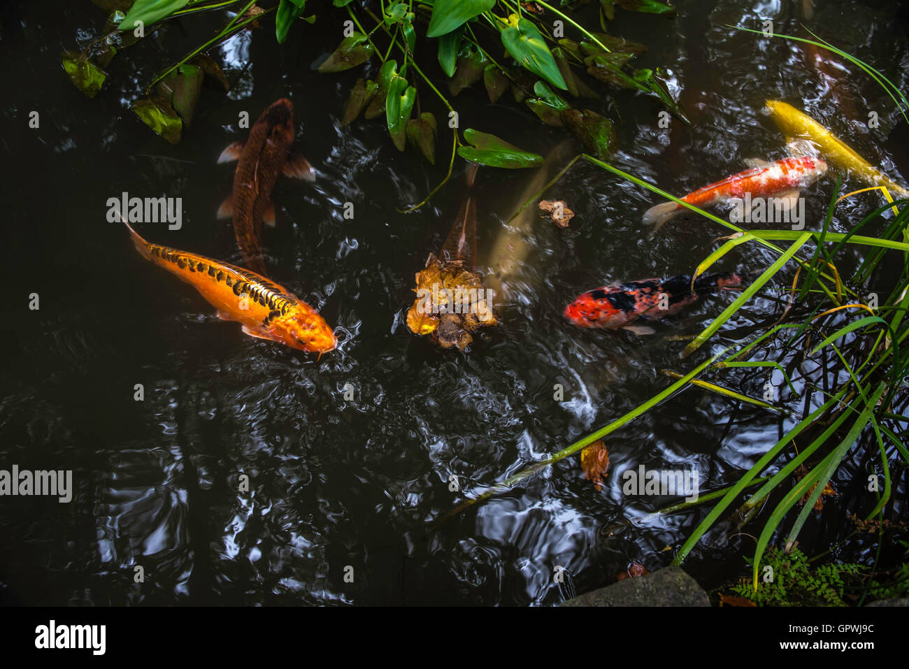 Backyard Fish Pond With Koi Stock Photo 117347816 Alamy