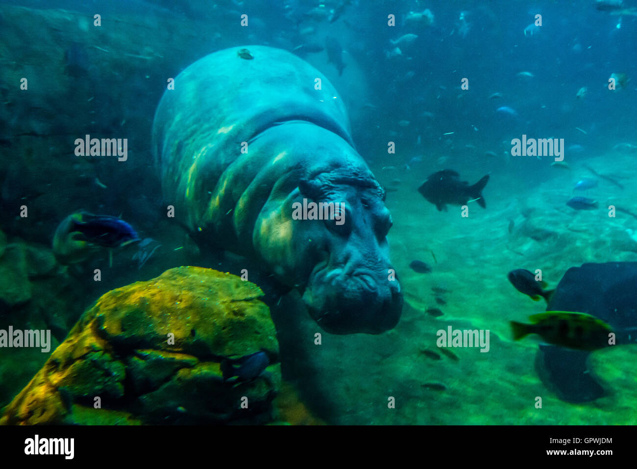 Public aquarium, Camden, NJ Stock Photo Alamy