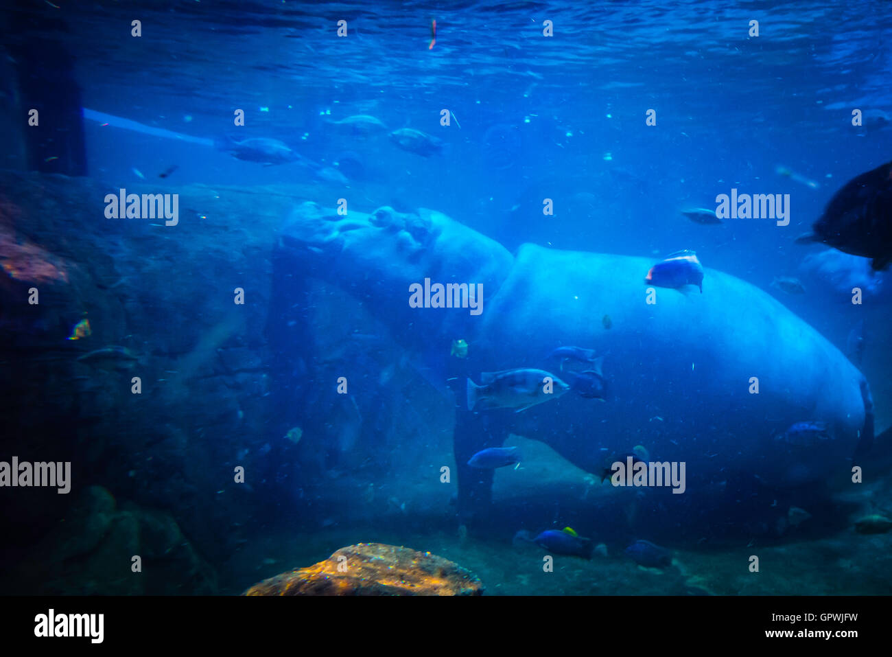Public aquarium, Camden, NJ Stock Photo Alamy