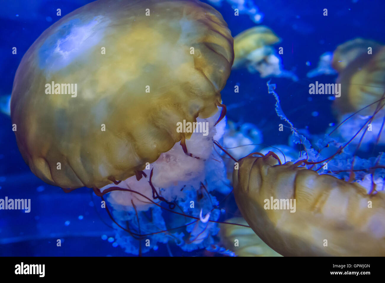 Public aquarium, Camden, NJ Stock Photo Alamy