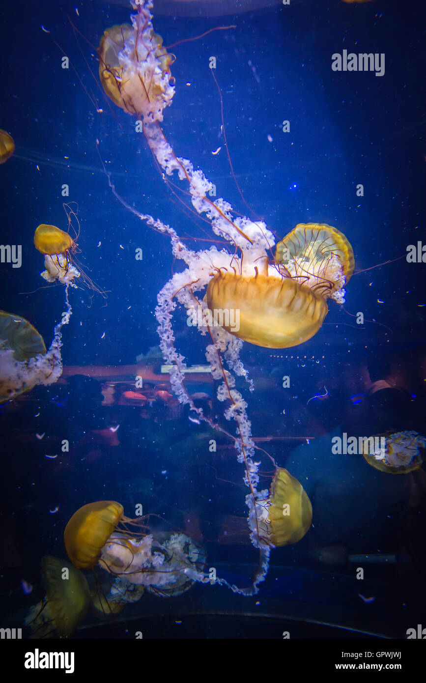 Public aquarium, Camden, NJ Stock Photo Alamy