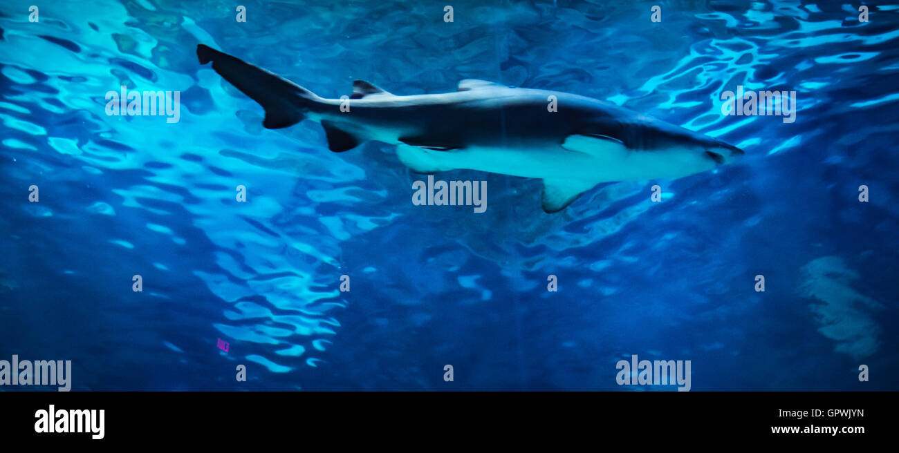 Public aquarium, Camden, NJ Stock Photo Alamy