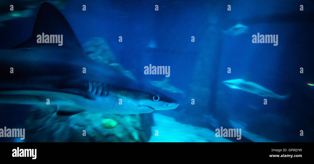 Public aquarium, Camden, NJ Stock Photo Alamy