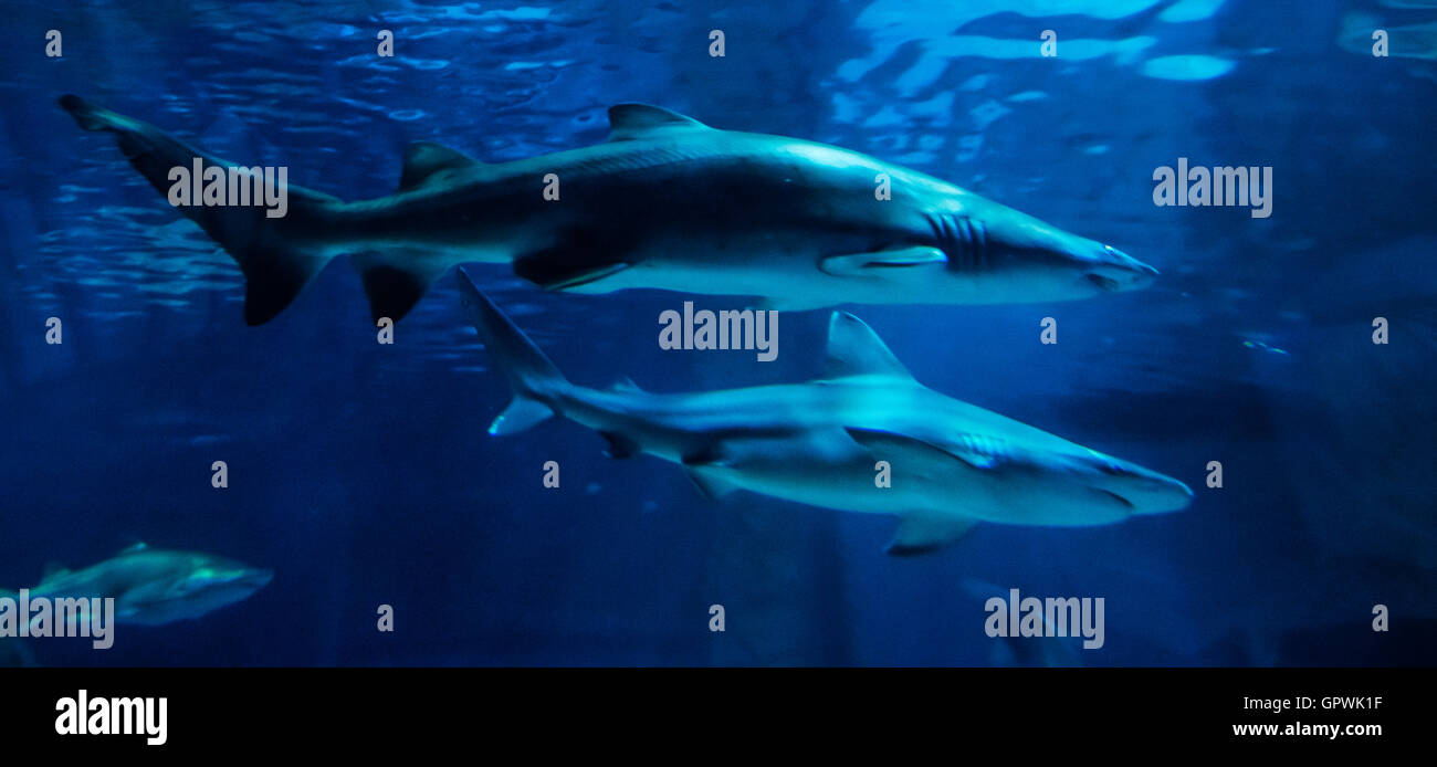 Public aquarium, Camden, NJ Stock Photo Alamy