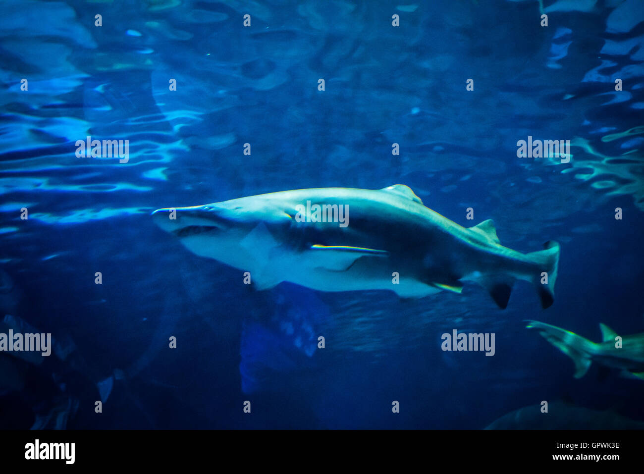 Public aquarium, Camden, NJ Stock Photo Alamy