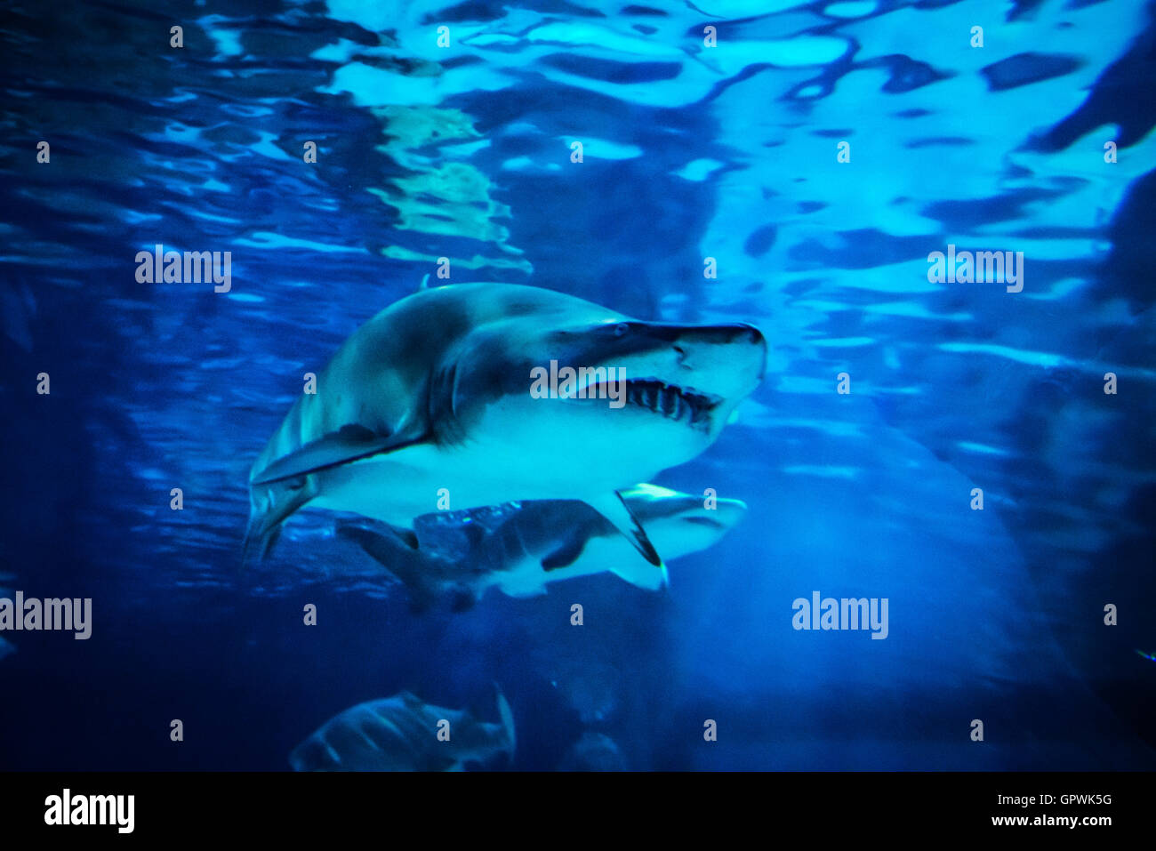 Public aquarium, Camden, NJ Stock Photo Alamy