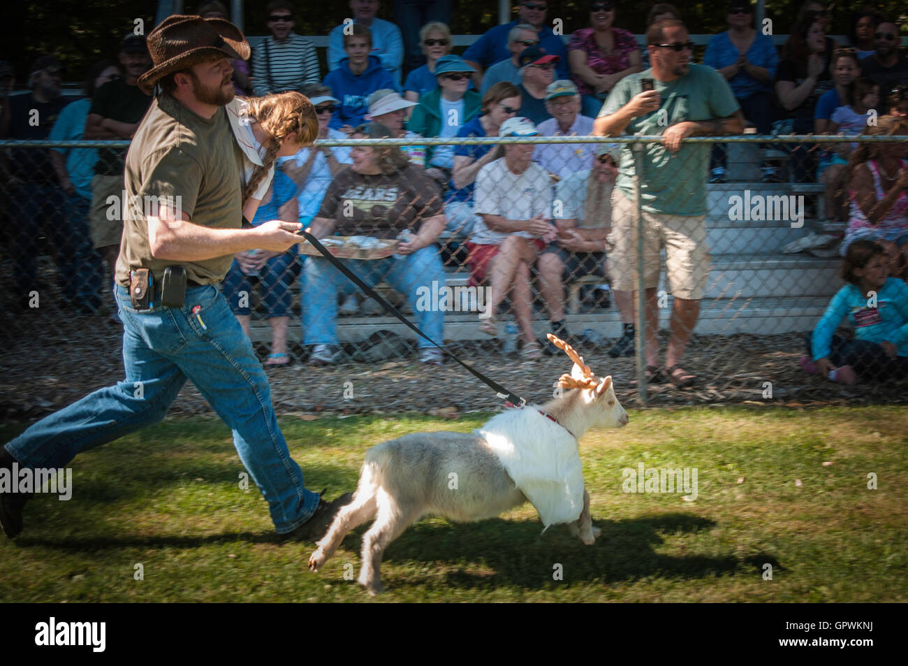 Falmouth Goat races Stock Photo Alamy