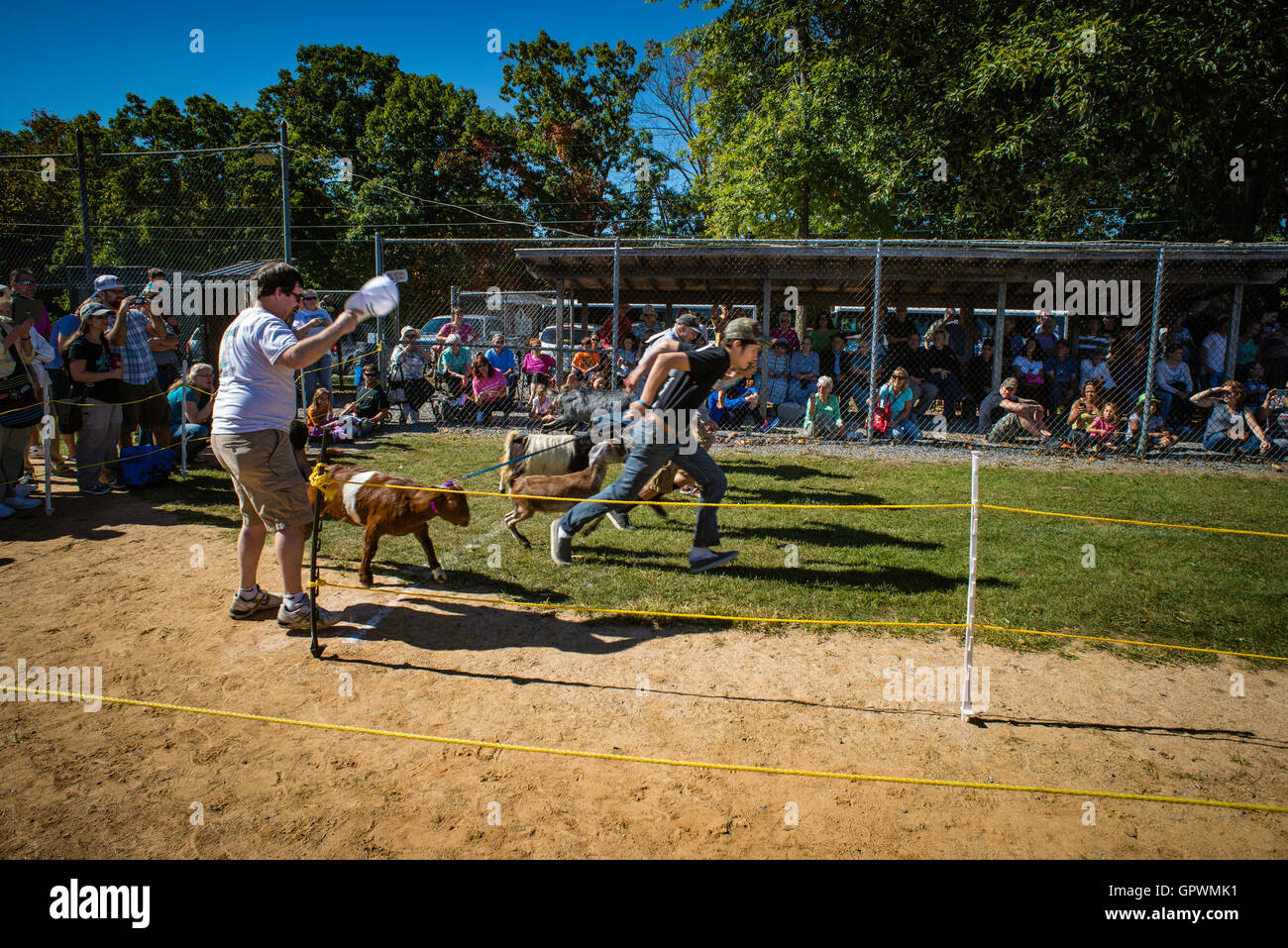 Falmouth Goat races Stock Photo Alamy