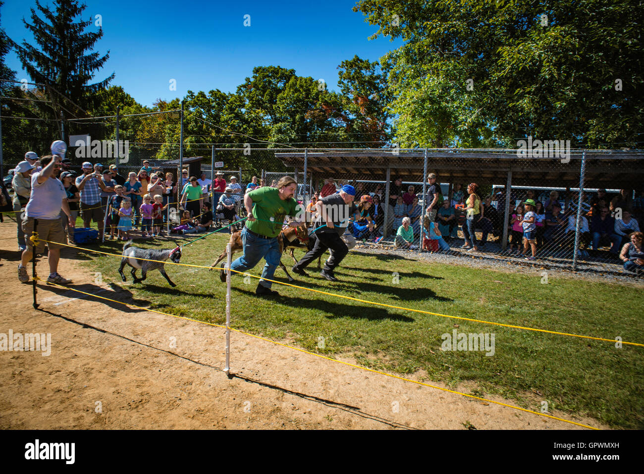 Falmouth Goat races Stock Photo Alamy