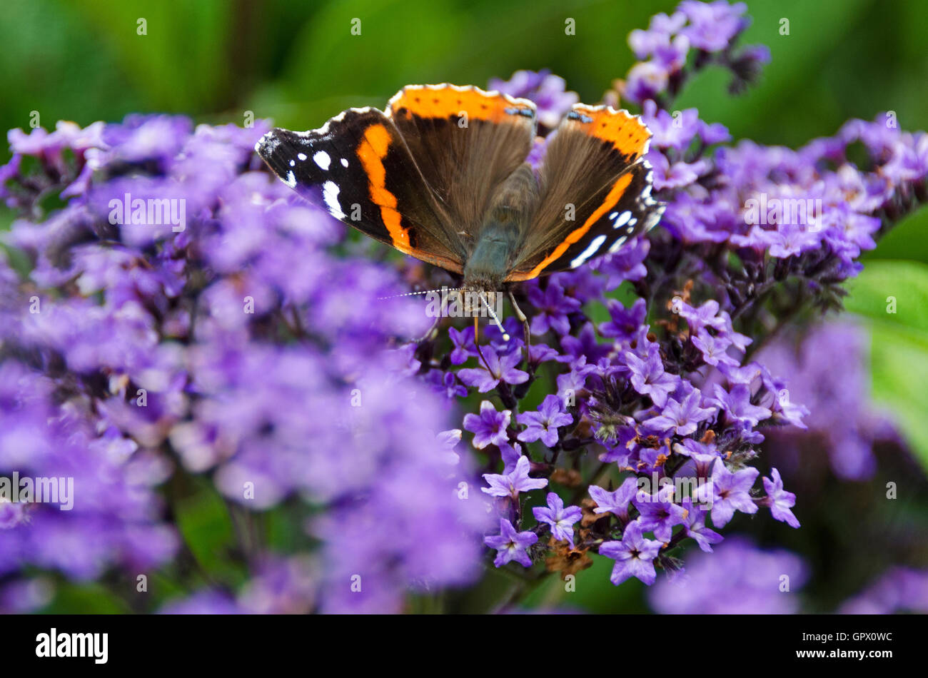 A Red Admiral butterfly (Vanessa atalanta) drinks from a heliotrope flower. Stock Photo