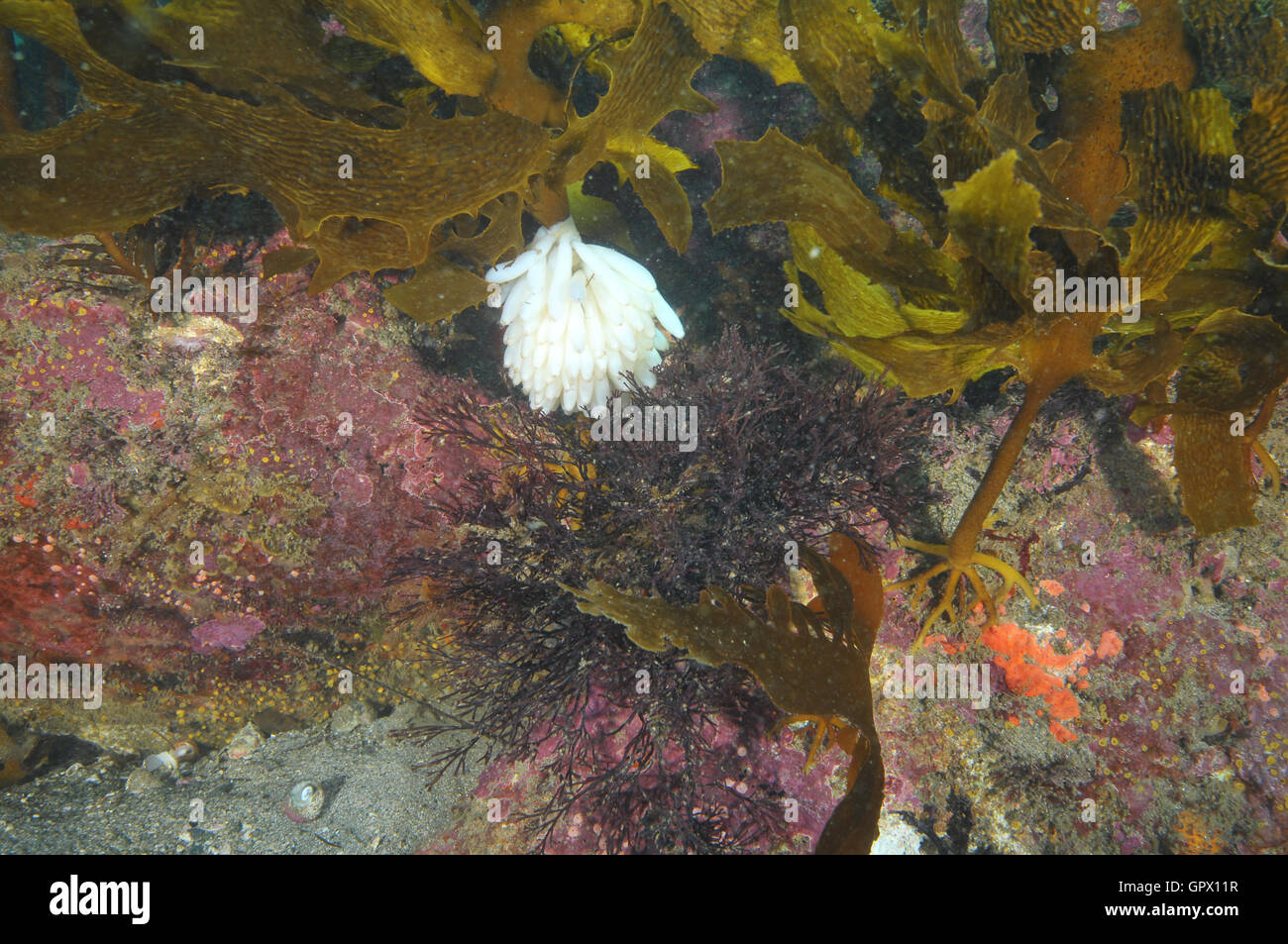 Eggs of broad squid Sepioteuthis australis among kelp and weeds Stock Photo