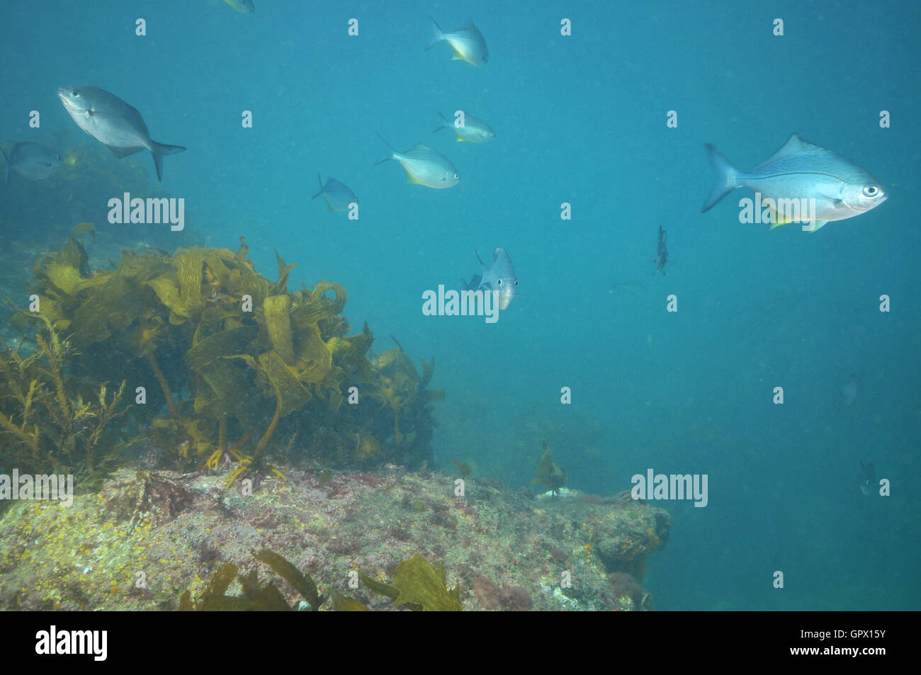 School of blue maomao in murky water near kelp covered rocky reef Stock Photo
