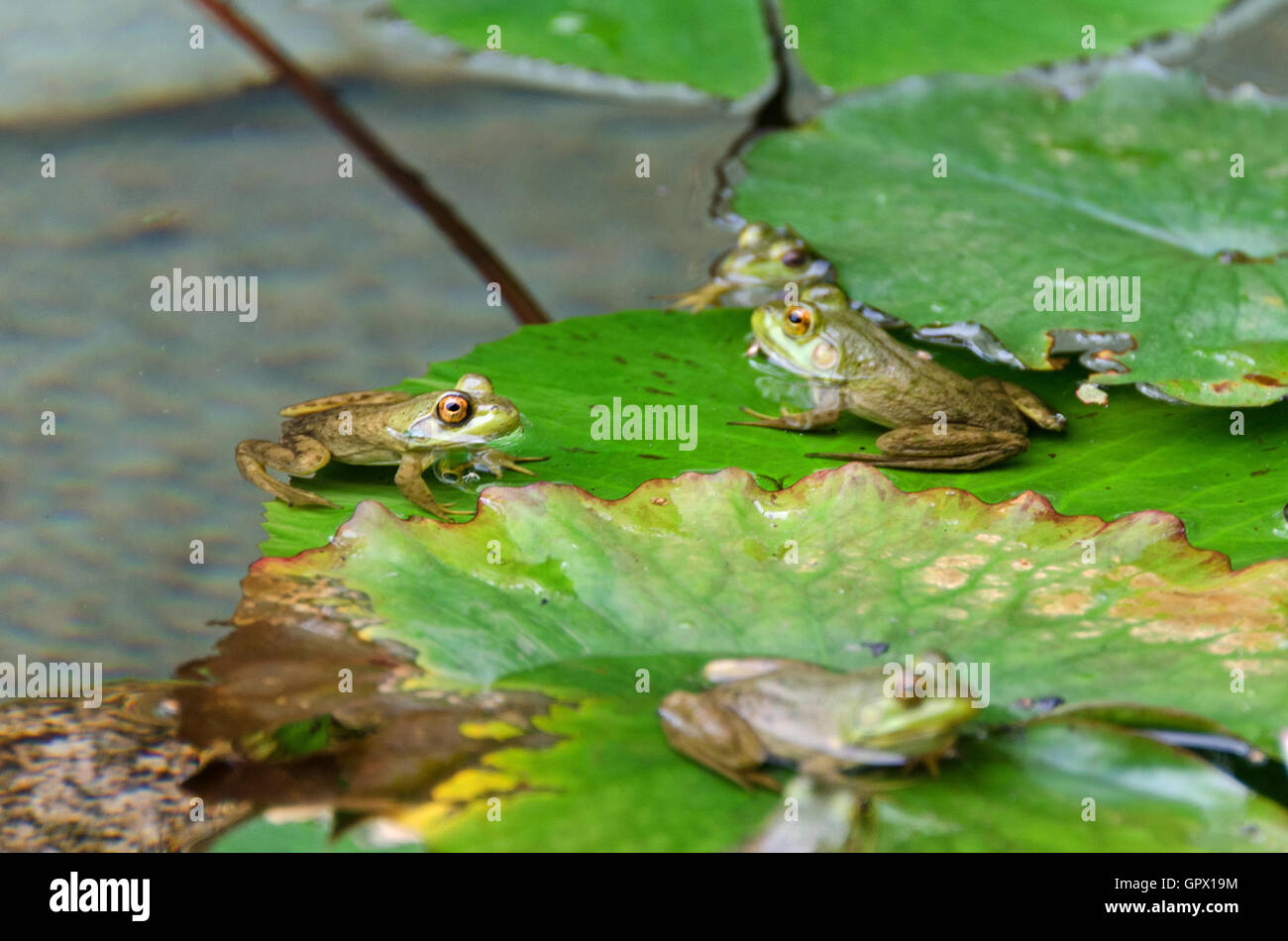 Four Green Frogs (Rana clamitans melanota) on lily pads in a garden pool, Mount Desert Island, Maine. Stock Photo