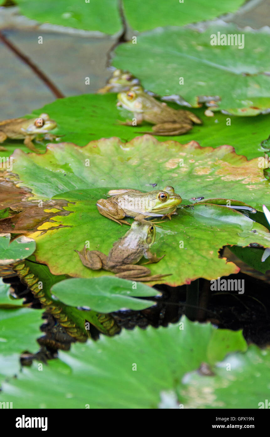 Five Green Frogs (Rana clamitans melanota) on lily pads in a garden pool, Mount Desert Island, Maine. Stock Photo