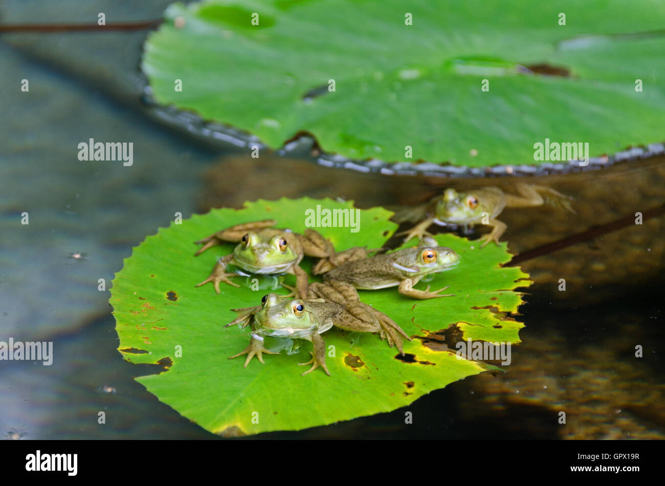 Four Green Frogs (Rana clamitans melanota) on lily pads in a garden pool, Mount Desert Island, Maine. Stock Photo