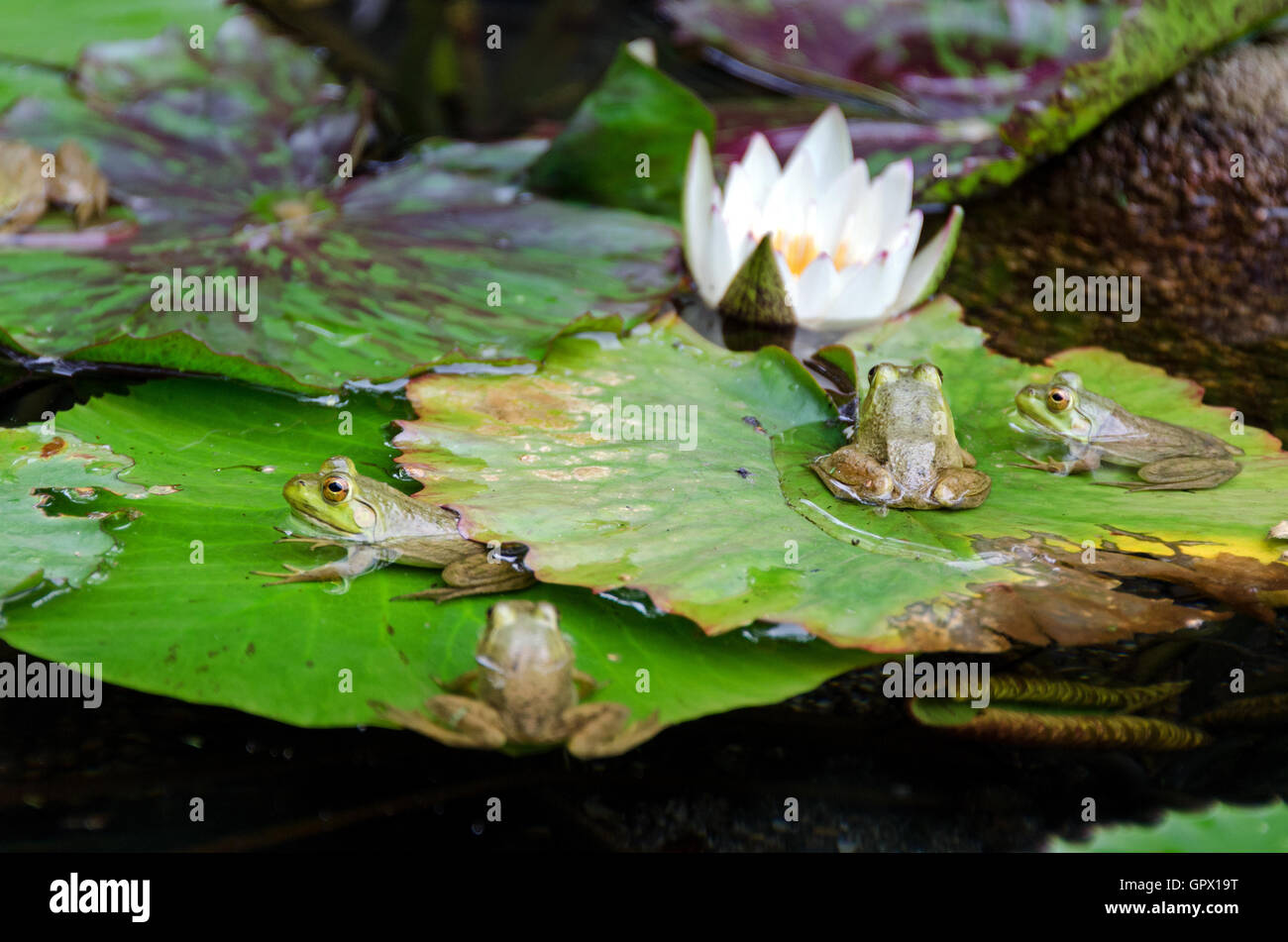 Four Green Frogs (Rana clamitans melanota) with waterlilies in a garden pool, Mount Desert Island, Maine. Stock Photo