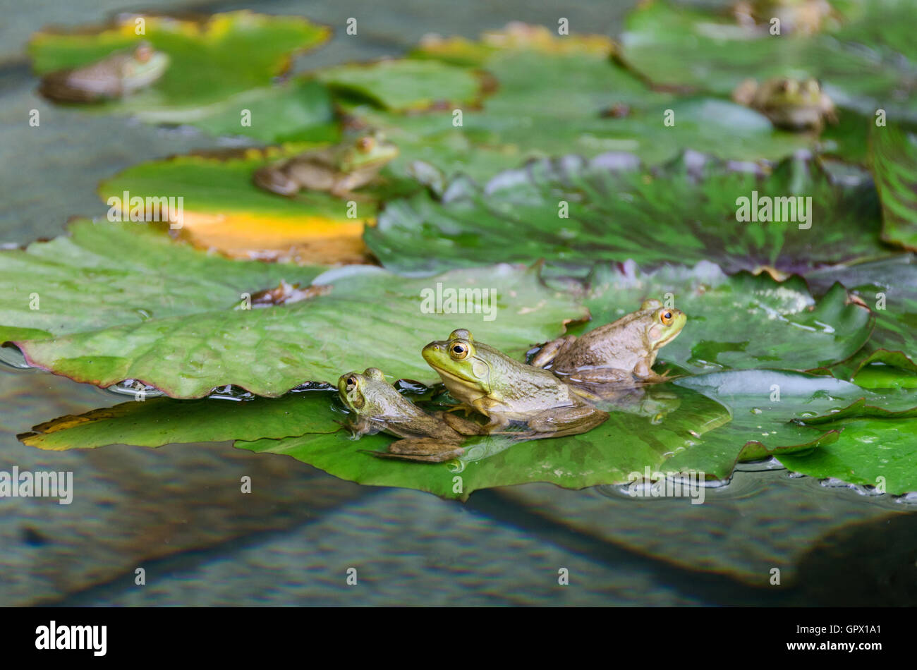 Six Green Frogs (Rana clamitans melanota) on lily pads in a garden pool, Mount Desert Island, Maine. Stock Photo