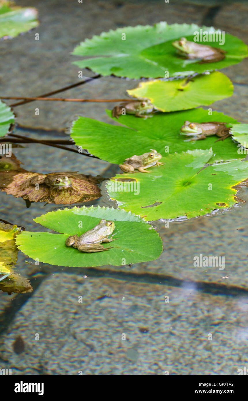 Six Green Frogs (Rana clamitans melanota) on lily pads in a garden pond, Mount Desert Island, Maine. Stock Photo