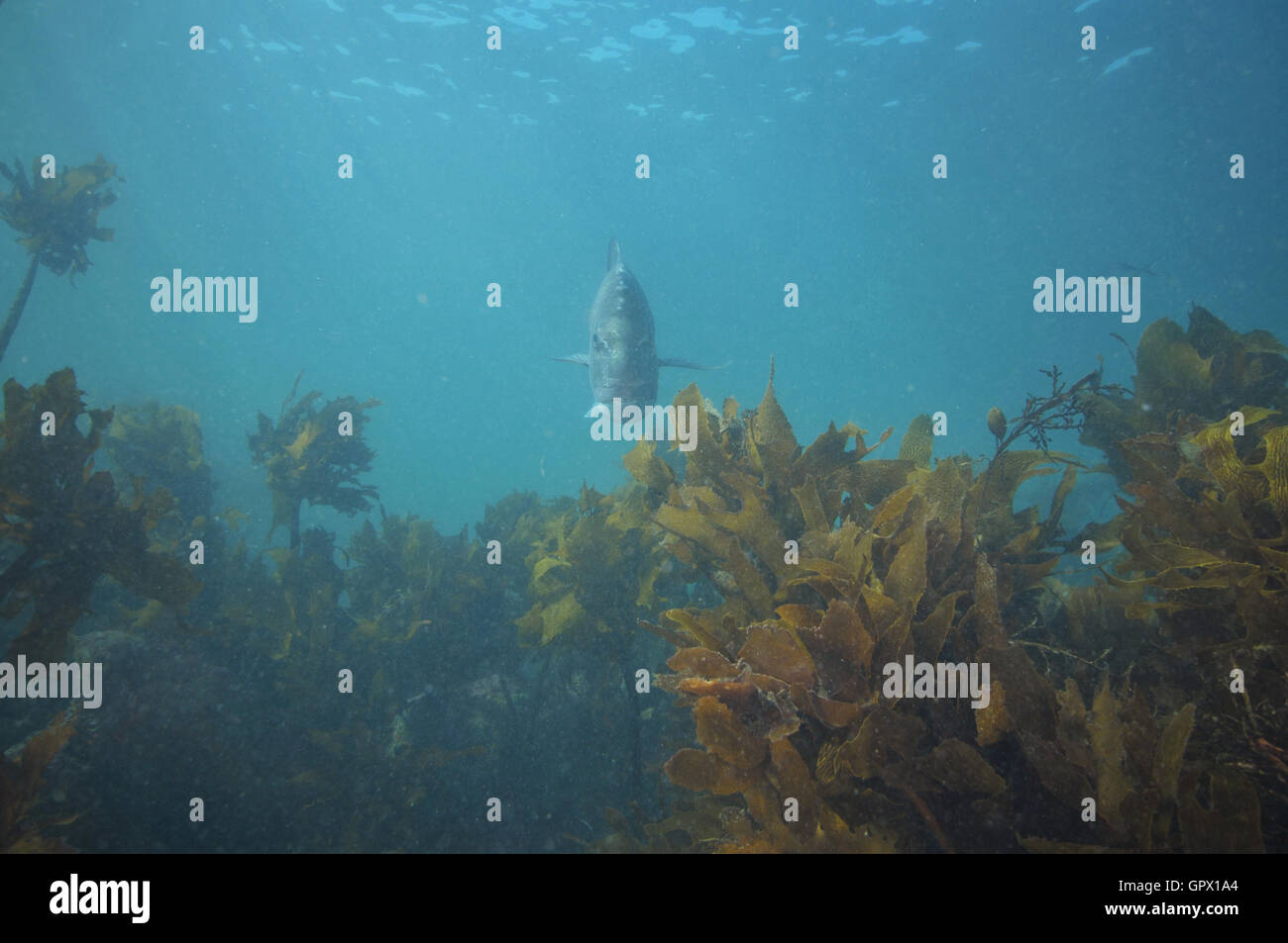 Adult snapper hovering above kelp forest close to sea surface Stock Photo