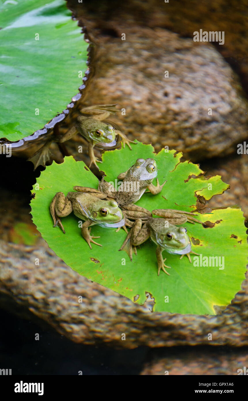 Four Green Frogs (Rana clamitans melanota) on a lily pad in a garden pool, Mount Desert Island, Maine. Stock Photo