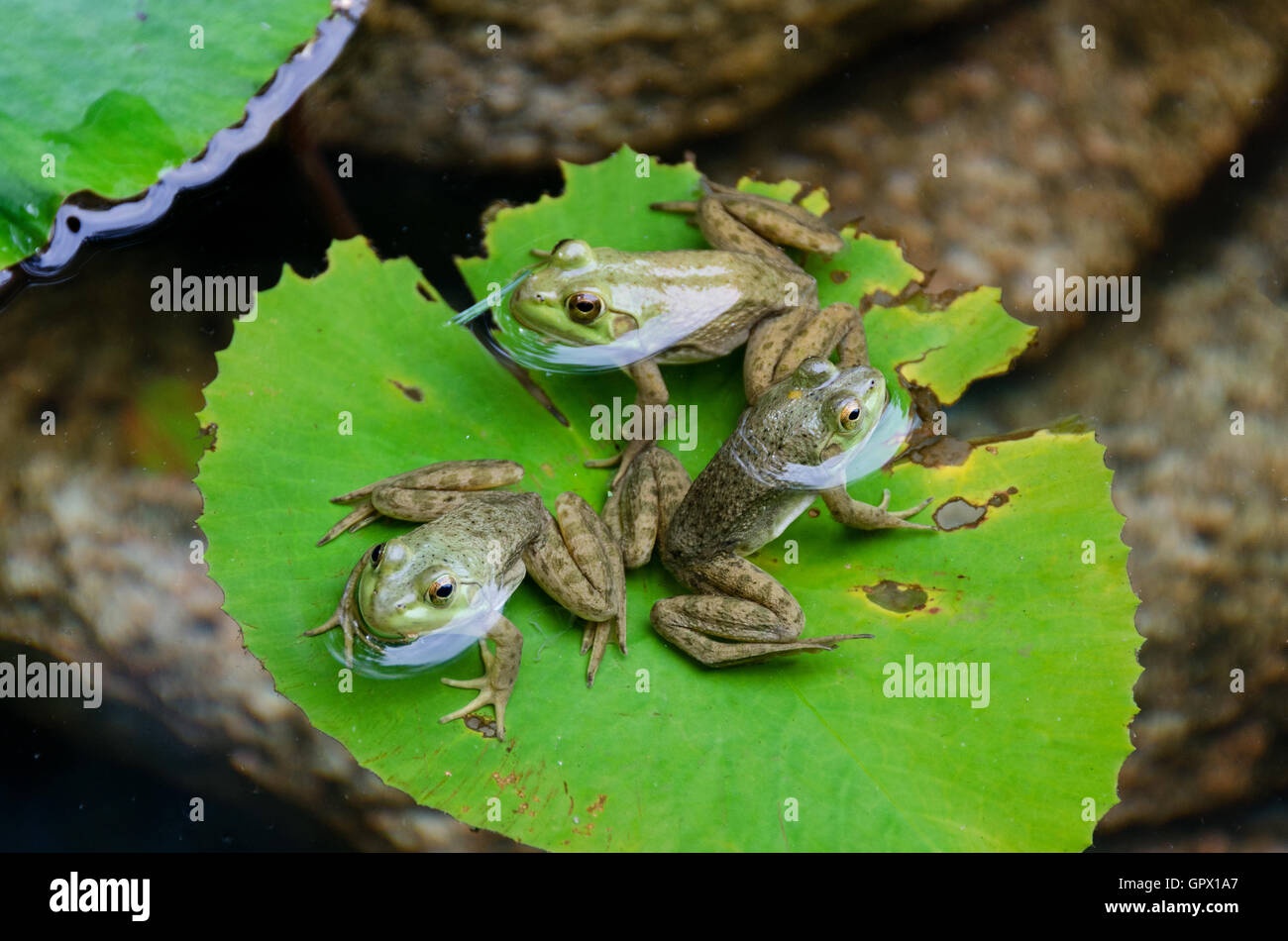 Three Green Frogs (Rana clamitans melanota) on a lily pad in a garden pool, Mount Desert Island, Maine. Stock Photo