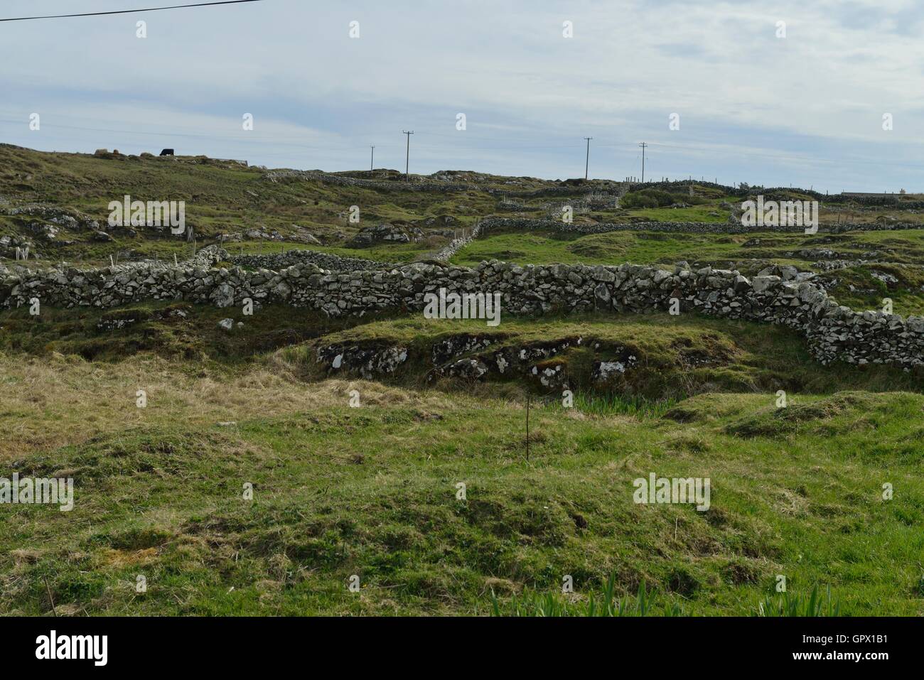 Inishbofin, Island green landscape, Atlantic shore, Stone walls, Wildlife sanctuary Coastline,Ireland,Connemara.  Built by hand. Patience Hard Work, 1 Stock Photo
