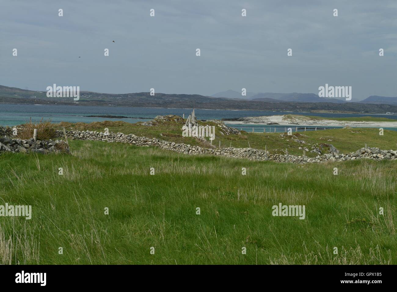 Inishbofin, Island green landscape, Atlantic shore, Stone walls, Wildlife sanctuary Coastline,Ireland,Connemara.  Built by hand. Patience Hard Work, 1 Stock Photo