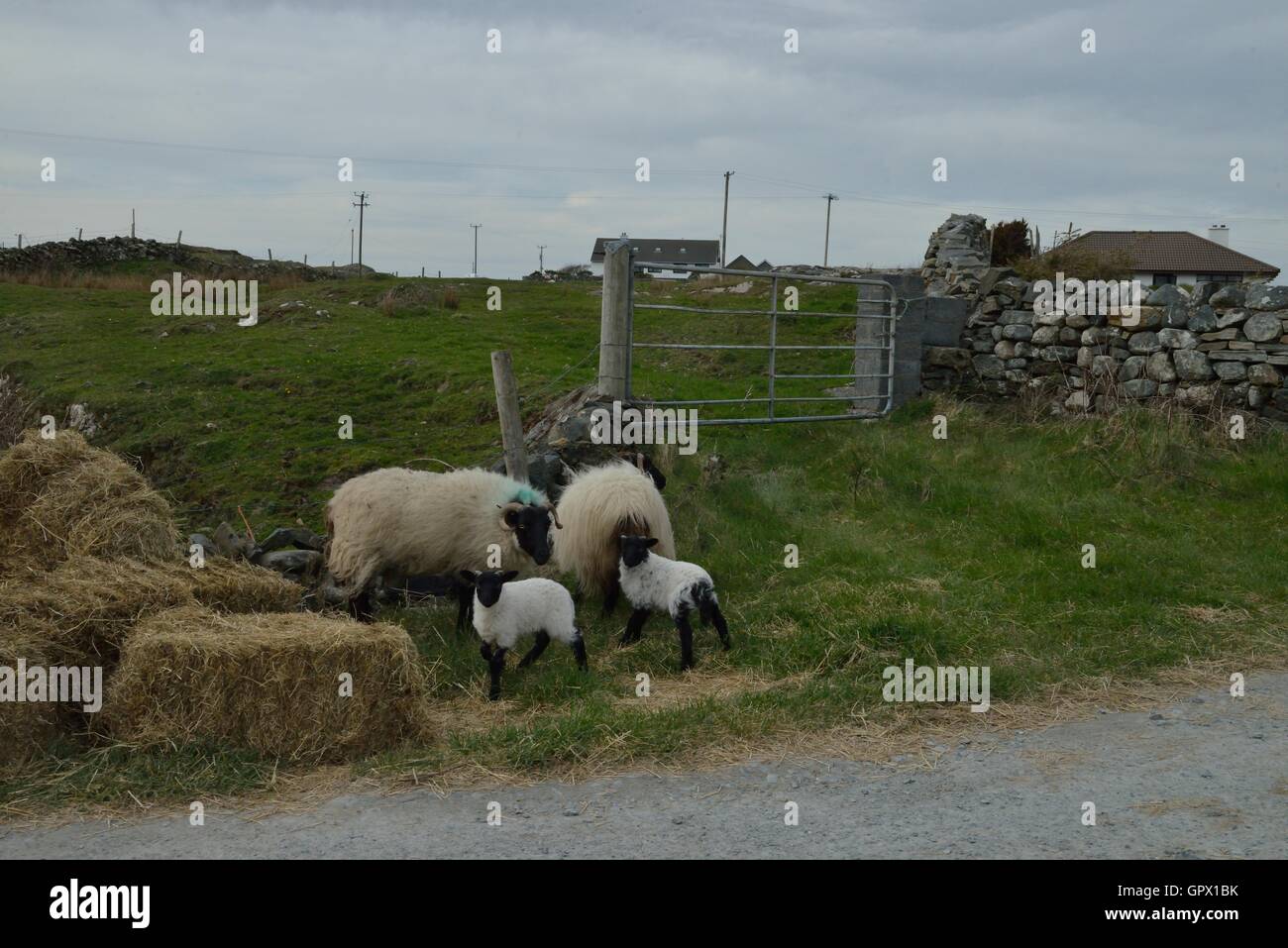 Irish Sheep and Lambs roaming free on the roadside on Inishbofin Island,  Ireland, Sheep are often seen grazing like this on the Island : Irish Sheep Stock Photo