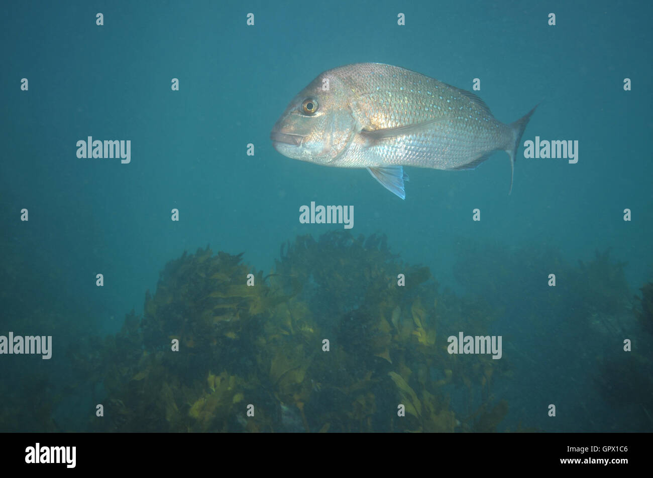 Adult australasian snapper turning in murky water above kelp forest Stock Photo
