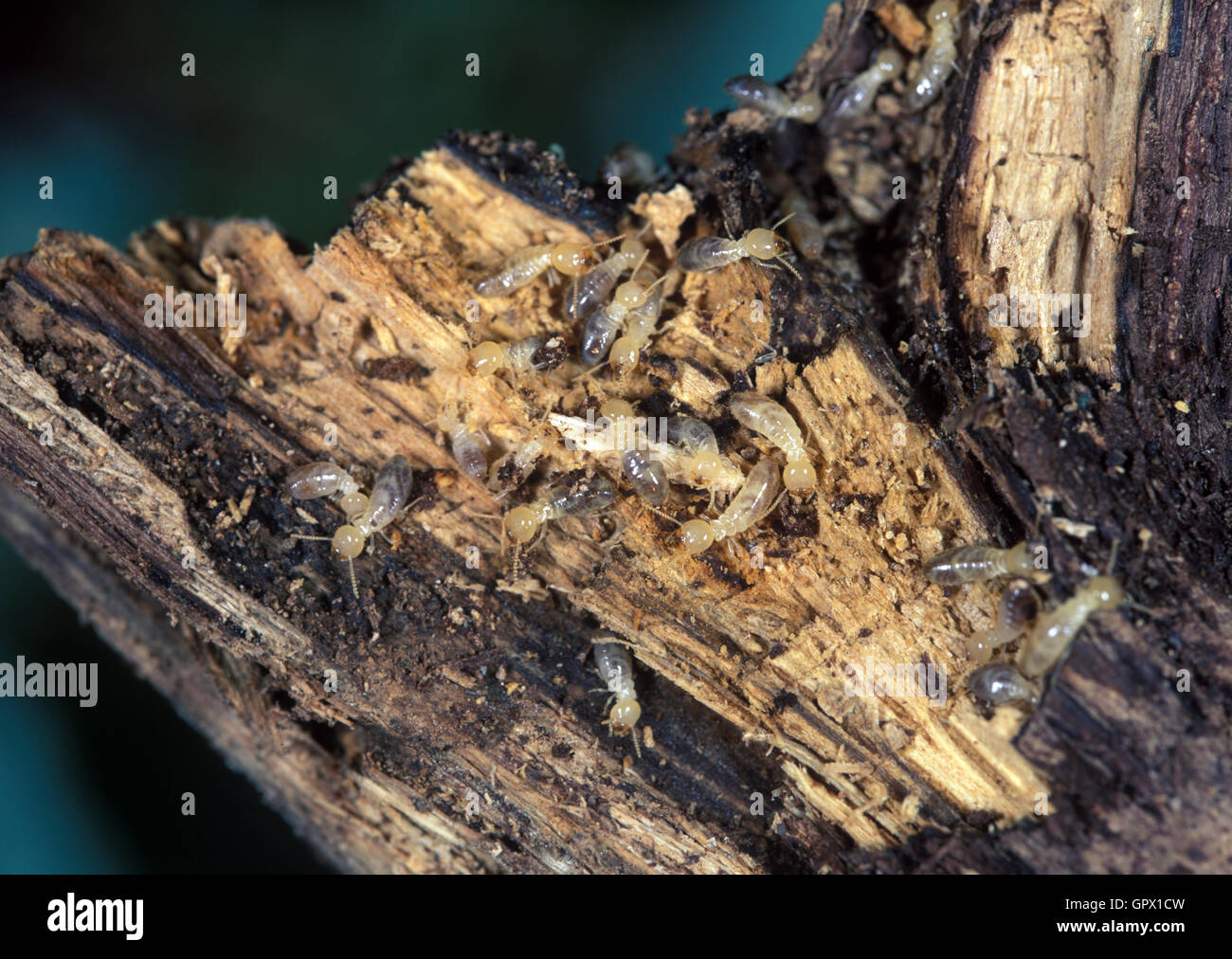 Wood Eating Termite High Resolution Stock Photography and Images Alamy